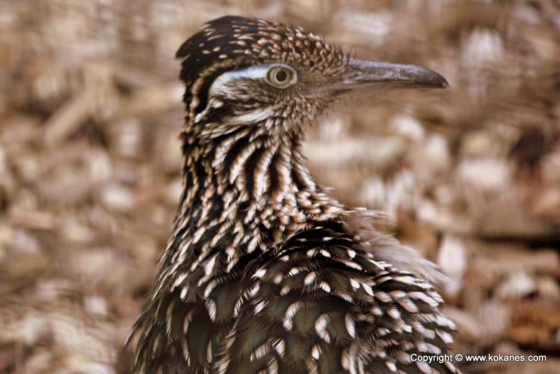 Greater Roadrunner